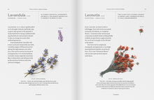 Load image into Gallery viewer, MODERN DRIED FLOWERS - BOOK BY ANGELA MAYNARD
