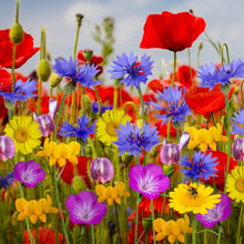 Load image into Gallery viewer, RAINBOWBOM - COLOURFULL WILDFLOWER MIX SEEDBOM BY KABLOOM
